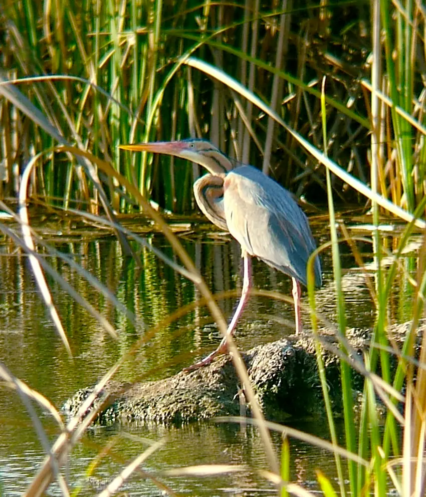 Ardea purpurea, Oued Massa National Park, Morocco